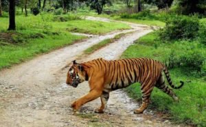 35% of tiger ranges in India are outside protected areas: WWF-UNEP report
