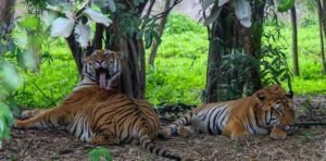 14 Tiger Reserves of India get Global Conservation Assured Tiger Standards (CA|TS) Recognition