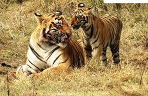Chhattisgarh gets its fourth Tiger Reserve